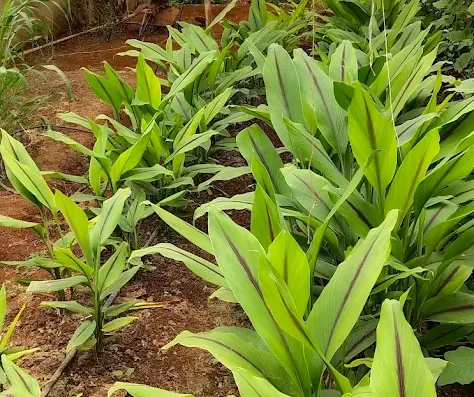 Abhinav Farmers Club – Organic Farm Visit
