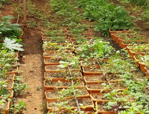 Abhinav Farmers Club – Organic Farm Visit