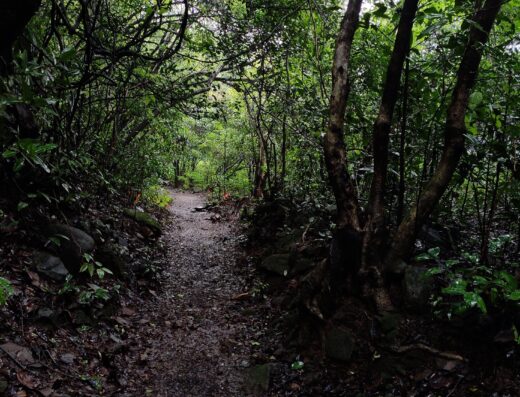 Andharban Forest Trek – The Dark Forest
