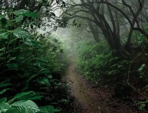 Andharban Forest Trek – The Dark Forest