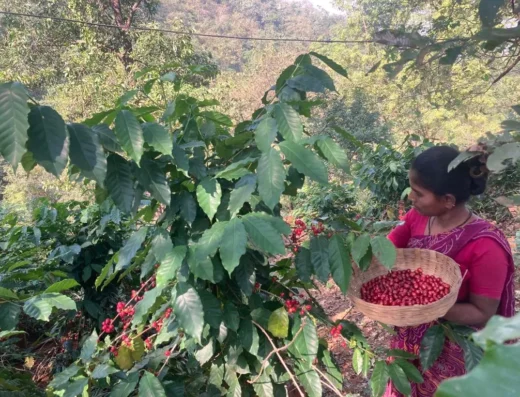 Gorus Forest Farm – Coffee Plantation & Farm Visit