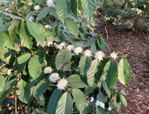 Gorus Forest Farm – Coffee Plantation & Farm Visit