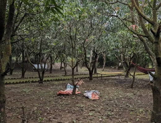 Keshar Agro Tourism – Mango Farm & Rural Experience